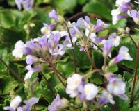 purple and white tubular flowers and fresh green foliage